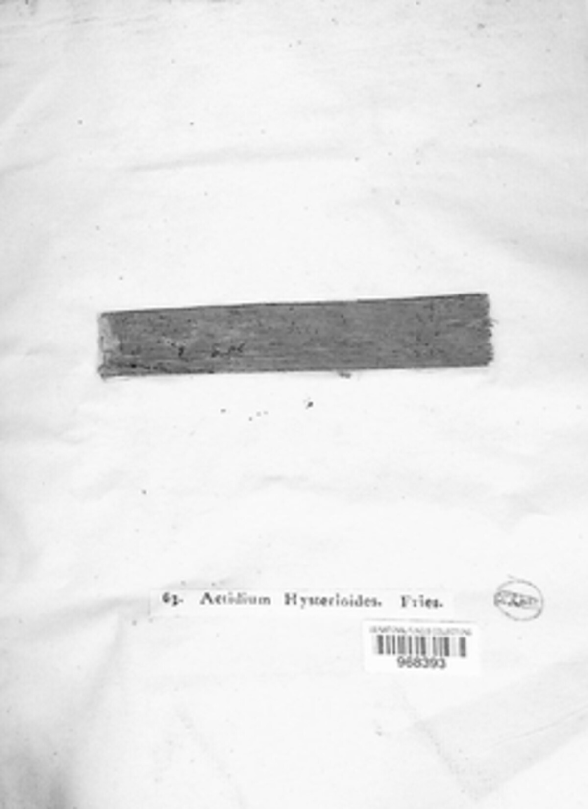 Actidium hysterioides image
